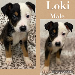 Photo of Loki meet 5/10