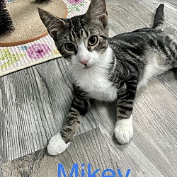 Thumbnail photo of Mikey #1