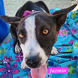 Thumbnail photo of Jazmin #2