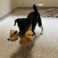 adopt a pet