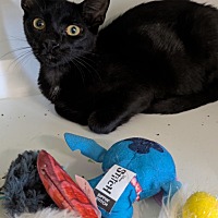 adopt a pet