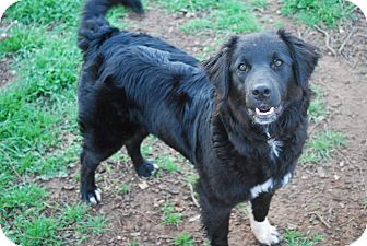 Parker, CO - Australian Shepherd. Meet Arwin a Dog for Adoption.