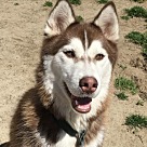 Husky Puppies - Siberian Husky Puppies and Rescue Near You