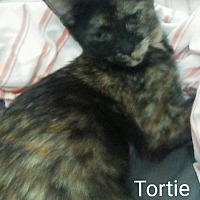 Photo of Tortie