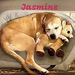 Thumbnail photo of JASMINE #3