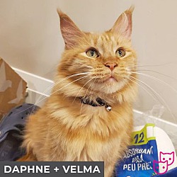 Thumbnail photo of Daphne (bonded with Velma) #2