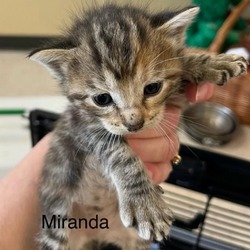 Photo of Miranda
