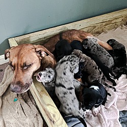 Photo of Local litter (in MA!) of 13 (!) pre-adoption listing for BOYS