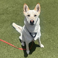 adopt a pet