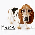 Basset Hound Puppies - Basset Hound Rescue and Adoption