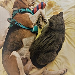 Photo of TUG loves CATS/DOGS & KIDS