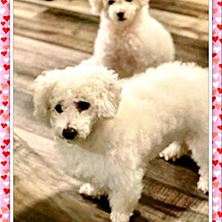 Photo of Adopted!Pearl & Buckeye - KY