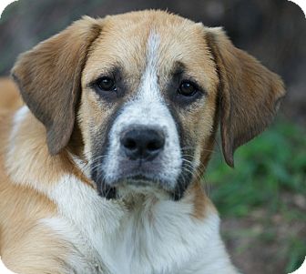 great pyrenees boxer mix breed