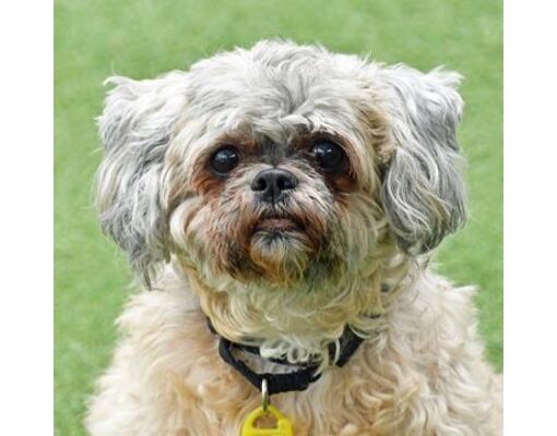 Cleveland, OH - Maltese/Mixed Breed (Medium). Meet Reba a Pet for ...