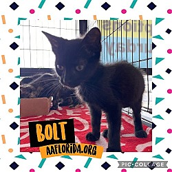 Photo of Bolt