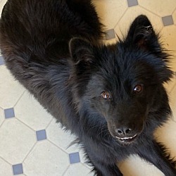 Oakland, CA - Chow Chow/Terrier (Unknown Type, Medium). Meet Ivy a Pet ...