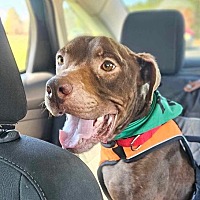 adopt a pet
