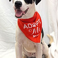 adopt a pet