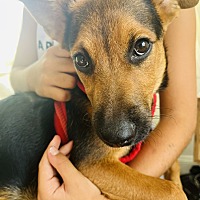 adopt a pet