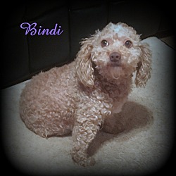 Thumbnail photo of Bindi #1