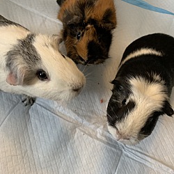 Thumbnail photo of Female guinea pig trio #1