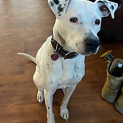 Photo of PENNY - Adoptef