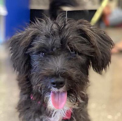 Carlsbad, CA - Tibetan Terrier/Schnauzer (Miniature). Meet Edison a Pet ...