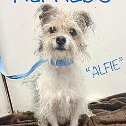 Photo of Alfredo (Alfie)
