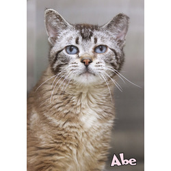 Photo of Abe (barn cat)
