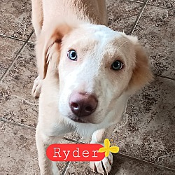 Photo of Ryder