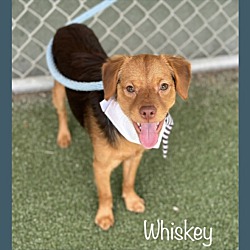 Thumbnail photo of WHISKEY #1