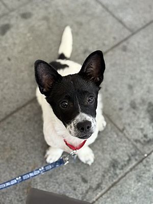 New York, NY Mutt. Meet Gregory a Pet for Adoption