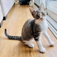 adopt-pet