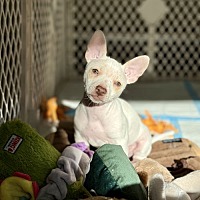adopt a pet