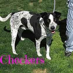 Thumbnail photo of Checkers #3