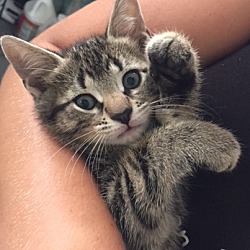 Photo of OLIVER Handsome Kitten