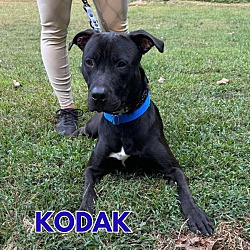 Thumbnail photo of Kodak #3