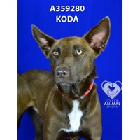 adopt a pet