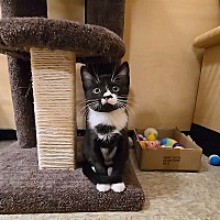 adopt a pet
