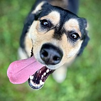 adopt a pet