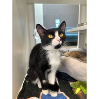 adopt-pet