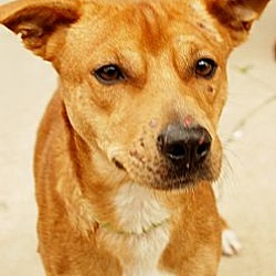 Thumbnail photo of Starr-Adopted! #2