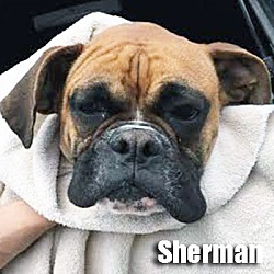 Thumbnail photo of Sherman #1