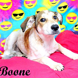 Thumbnail photo of Boone~adopted! #1