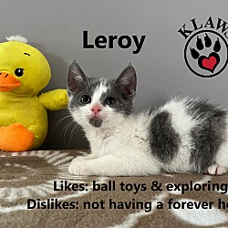 Thumbnail photo of Leroy #3