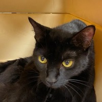 Photo of Courtney *Located at PetSmart Burien*