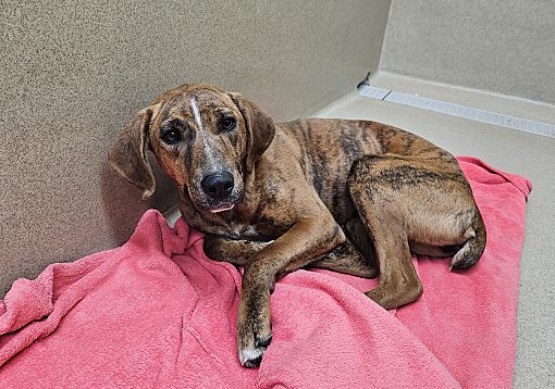 Monroe GA Plott Hound Meet Asta 13937 A Pet For Adoption   931974217 