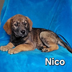 Photo of Nico