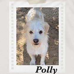 Photo of Polly