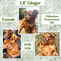 Photo of Lil' Ginger